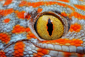 Colorful Toke's gecko amazing eye macro.