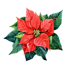 Christmas Plant Poinsettia Painted Watercolor.