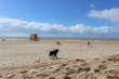Perro labrador negro, paseando por la playa sin gente 
