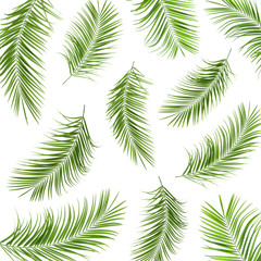  Set with fresh green palm leaves on white background