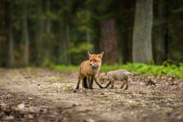cute red fox, vulpes vulpes in fall forest. beautiful animal in the nature habitat. wildlife scene f