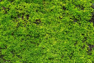 Wall Mural - Green moss on old concrete wall. green moss texture background