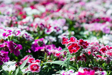 closeup beautiful Dianthus flower.