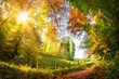 Colorful autumn wonderland