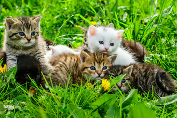 Group of little kittens in the grass