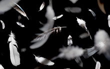 Abstract Pattern Of Falling Feathers On A Black Background.
