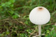 False Parasol, Green-spored Parasol Or Chlorophyllum Molybdites. White Mushroom On Green Grass Field