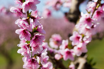 Close-up of blooming  peach  trees in the fields n spring