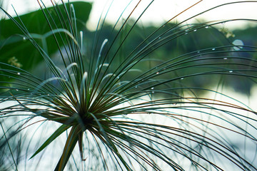 papyrus plant reed grass by river