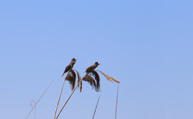 A pair of gray birds living in reeds sit on branches of reeds against the background of a blue sky .