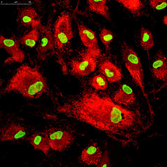 Wall Mural - Mitochondria staining