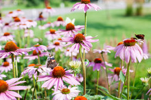 Close Up Of Pink Echinacea Flowers
