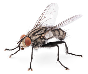 A macro shot of fly isolated on white background. Back view of house fly insect