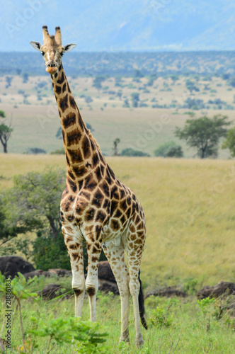 Photo Bunt gefleckte Giraffe vor weiter Landschaft; Kidepo Valley National Park, Ugand