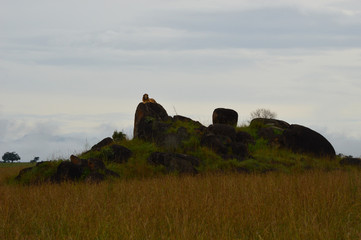 Männlicher Löwe auf Felsen mit direktem Blickkontakt 2; Kidepo Valley National Park, Uganda