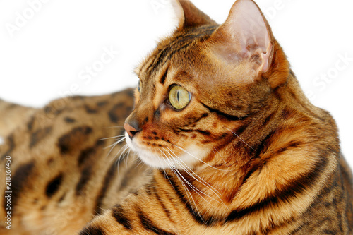 Bengal Katze Kaufen - Arini Gambar