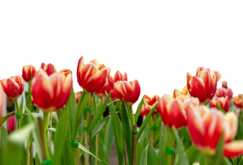 Fresh tulip flower in the garden : Isolated on white background