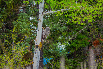 Wall Mural - Beautiful great horned owl, Bubo virginianus posing over a branch in a tree in the forest in Yellowstone National Park