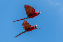 Scarlet Macaw's In Flight