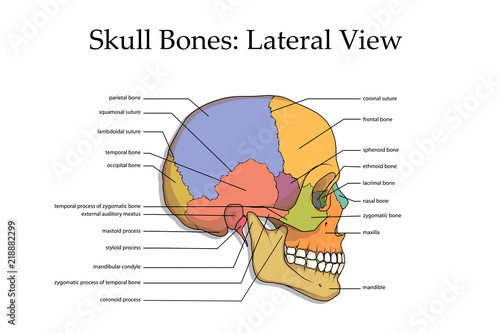 Anatomy Of Skull Bones