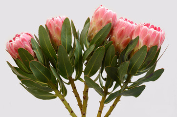 Protea sylvia plant for background