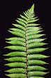 New Zealand Silver Fern isolated on black background
