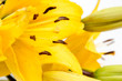 a beautiful yellow lily, a flower lies on a table, in the summer a flower called lily