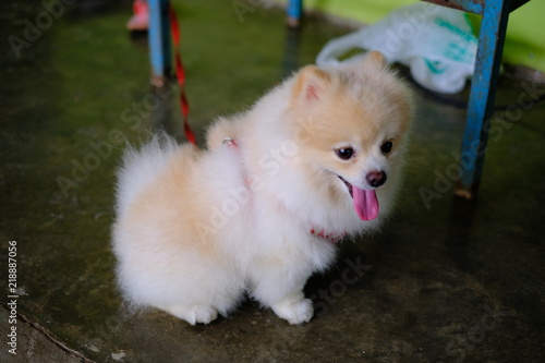 White And Brown Pom Pom Pomeranian Dog Buy This Stock Photo And Explore Similar Images At Adobe Stock Adobe Stock White And Brown Pom Pom Pomeranian Dog Buy This Stock Photo And Explore Similar Images At Adobe Stock Adobe Stock