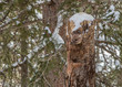 pine marten in tree trunk den in winter