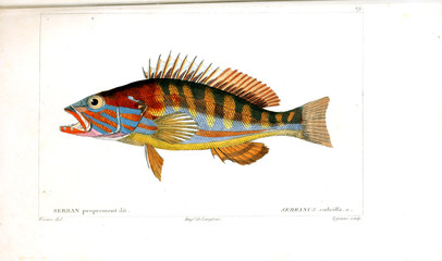 Illustration of fish