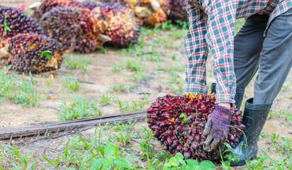 Palm oil seeds on male's hand