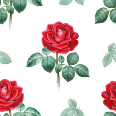 Wall Mural - Watercolor illustrations of a roses. Seamless pattern