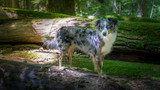 Fototapeta  - Mili the Miniature Australian Shepherd, Stunning Blue Eyes, adventure in the woods