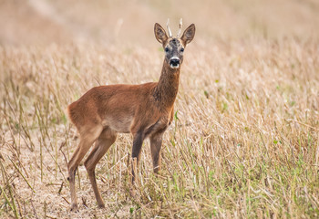 Wall Mural - deer