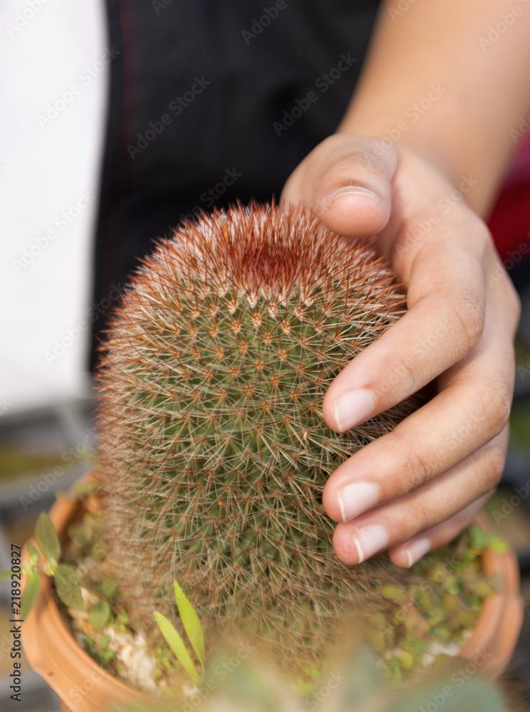 Left hand pricked finger on cactus thorn.Thorn cactus in pot Stock Photo |  Adobe Stock