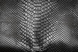 Black snake skin pattern texture