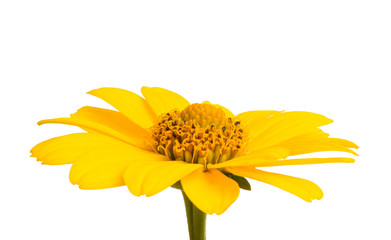 yellow flower isolated