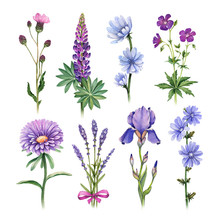 Watercolor Illustrations Of Blue And Purple Flowers