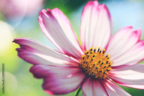  Obraz duże kwiaty   duzy-rozowy-kwiat