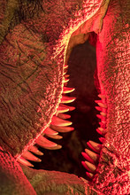 Monster. Close-up Of Dinosaur Or Dragon Creature. Mouth With Canine Teeth Under Evil Red Light. Demonic Beast Representing Horror And Hell.