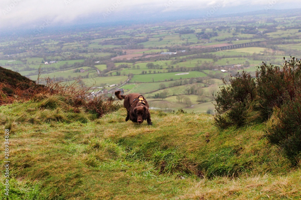 Working Cocker Harness Brown chocolate working cocker spaniel wearing a harness sniffing and ...