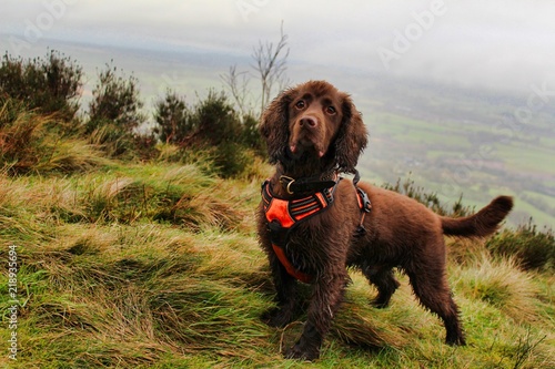 best harness for working cocker spaniel