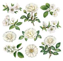 Watercolor Illustrations Of White Flowers