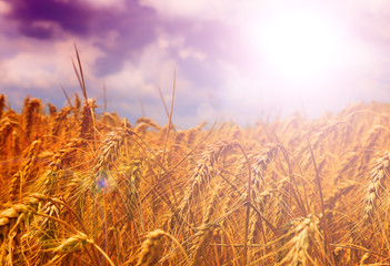 golden Wheat closeup