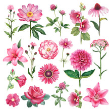 Watercolor Illustrations Of Pink Flowers