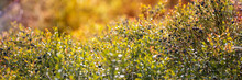 Wild Blueberry Bush. Dreamy Wild Blueberries Panoramic Banner On A Sunny Day With Lens Flare And Strong Bokeh.