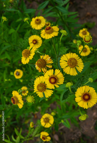 Fotografering Yellow flowers of perennial plants in the garden