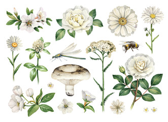 Wall Mural - Watercolor summer illustrations of flowers and insects