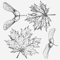 maple . leaf and samara. hand drawn illustration. description: each drawing comprise of one color
