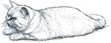 Fototapeta Koty - Sketch of a lying domestic cat